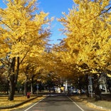 北海道大学 イチョウ並木