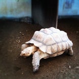 ズケラン養鶏場 ミニミニ動物園