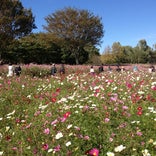 国営昭和記念公園