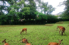 奈良公園