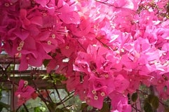 氷見市海浜植物園